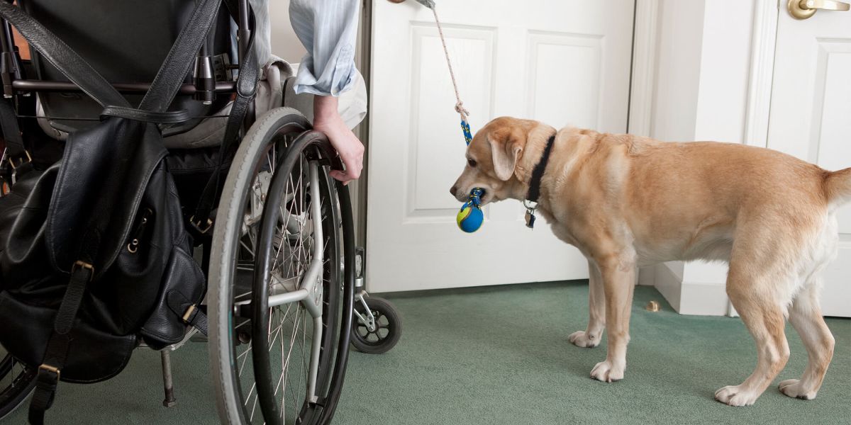 can a hotel ask for service dog papers